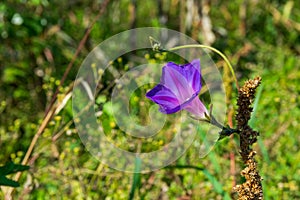 Beautiful purple morning glory flower, Batatilla, Ipomoea violacea photo