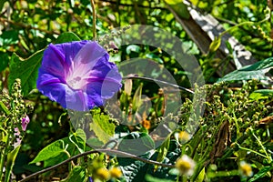 Beautiful purple morning glory flower, Batatilla, Ipomoea violacea photo