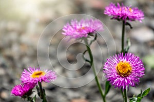 Beautiful purple mountain flower alpine aster