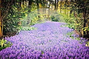 Beautiful purple muscari in Keukenhof Gardens