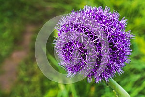 Beautiful purple onion flower.