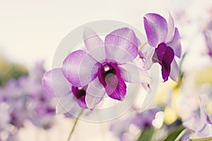 Beautiful purple orchid