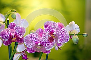 Beautiful purple orchid