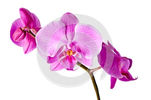 Beautiful purple orchid