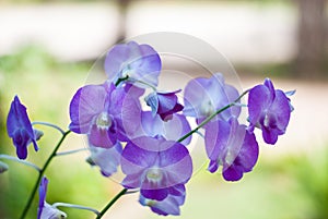 Beautiful purple orchid