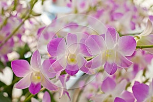 Beautiful purple orchid