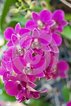 Beautiful purple orchid