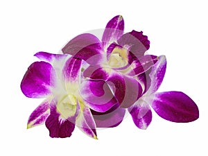 Beautiful purple orchid