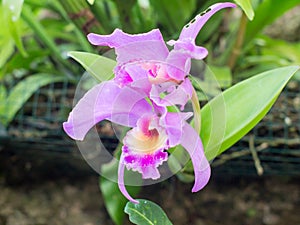 Beautiful purple orchid in Bali, Indonesia.