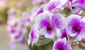 Beautiful purple orchid,Blooming in the garden photo