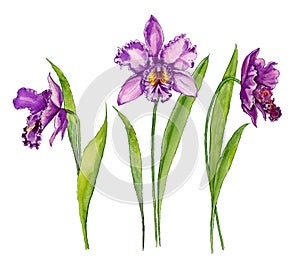 Beautiful purple orchid Cattleya flower on a stem with green leaves. Isolated on white background. Set of three flowers.