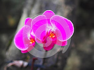 Beautiful purple orchid close up. A beautifuly coloured set of wild Orchids.