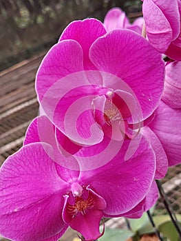 Beautiful purple orchid flower arrangement