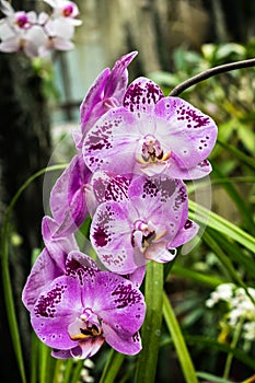 Beautiful purple orchid flower branche