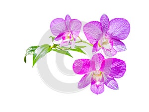 Beautiful purple orchid flower in the garden