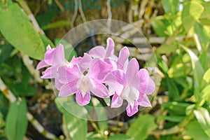 Beautiful purple orchid flower in the garden, Thailand. Selective focus