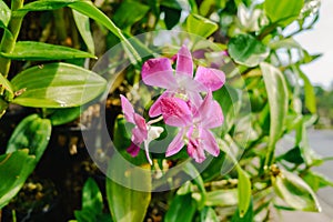 Beautiful purple orchid flower in the garden, Thailand. Selective focus