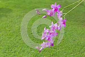 Beautiful purple orchid flower on green background