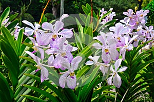 Beautiful purple orchid flower growing in the garden.