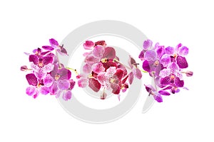 Beautiful purple Orchid flower isolated on white background with clipping path. Flower arrangement. Floral design Top view or flat