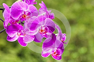 Beautiful purple orchid flower on the light green backround