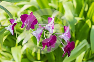 Beautiful purple orchid flower on tree.