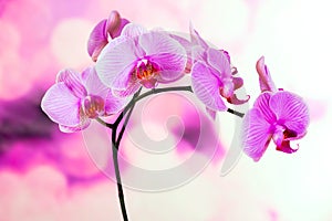 Beautiful purple orchid flowers