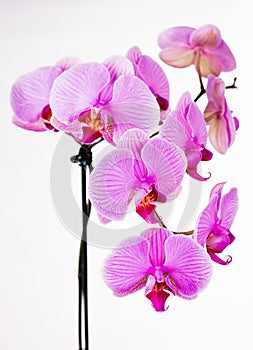 Beautiful purple orchid flowers