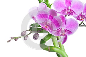 Beautiful purple orchid flowers and bamboo