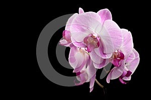 Beautiful purple orchid flowers on black