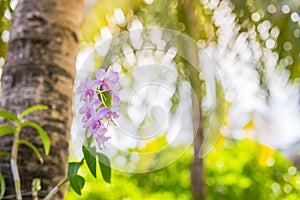 Beautiful purple orchid flowers on blurry tropical background. Exotic nature landscape. Summer nature