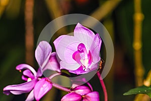Beautiful purple orchid flowers bunch blooming closeup