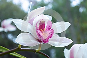 Beautiful purple orchid flowers closeup. dendrobium orchid