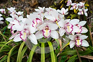 Beautiful purple orchid flowers closeup. dendrobium orchid