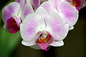 Beautiful purple orchid flowers on dark background