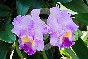 Beautiful purple orchid flowers with green leaves on a branch in a garden