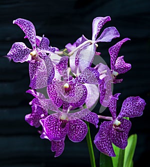 Beautiful purple orchid flowers Oncidium Hilda plumtree Orchids blossom natural fresh for home and living decoration and backgroun photo