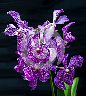 Beautiful purple orchid flowers Oncidium Hilda plumtree Orchids blossom natural fresh for home and living decoration and backgroun