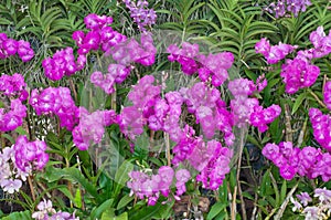 Beautiful purple orchid in garden