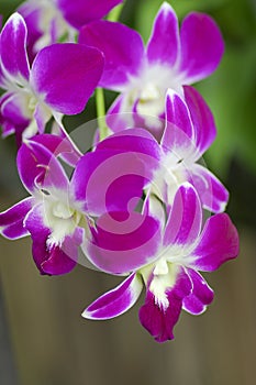 Beautiful purple orchid - phalaenopsis