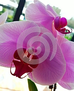 Beautiful purple Orchid spoted at lobby