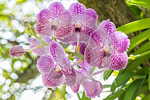 Beautiful purple orchid, Vanda.