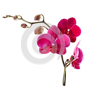 Beautiful purple orchid on a white background