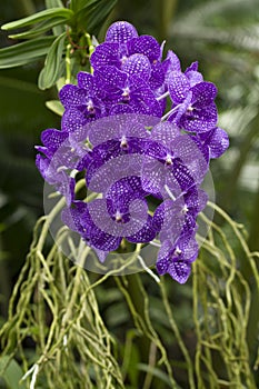 Beautiful purple orchidea vanda
