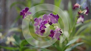 Beautiful purple orchids dendrobium in full bloom in farm