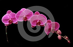 Beautiful purple orhid on black