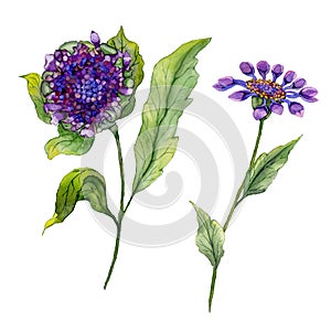 Beautiful purple osteospermum South African daisy flower on a stem with green leaves. Isolated on white background.