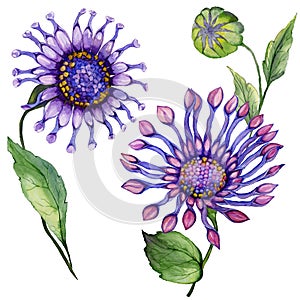 Beautiful purple osteospermum South African daisy flower on a stem with green leaves. Isolated on white background.