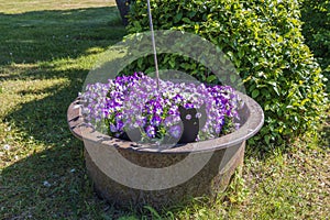 Beautiful purple pansies in outdoor garden bed on green bashes background on sunny summer day.