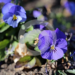 Beautiful Purple Pansy Flowers Blooming